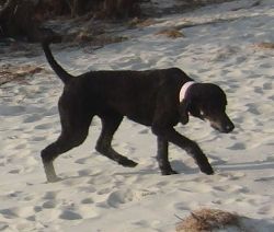 Bodden 391